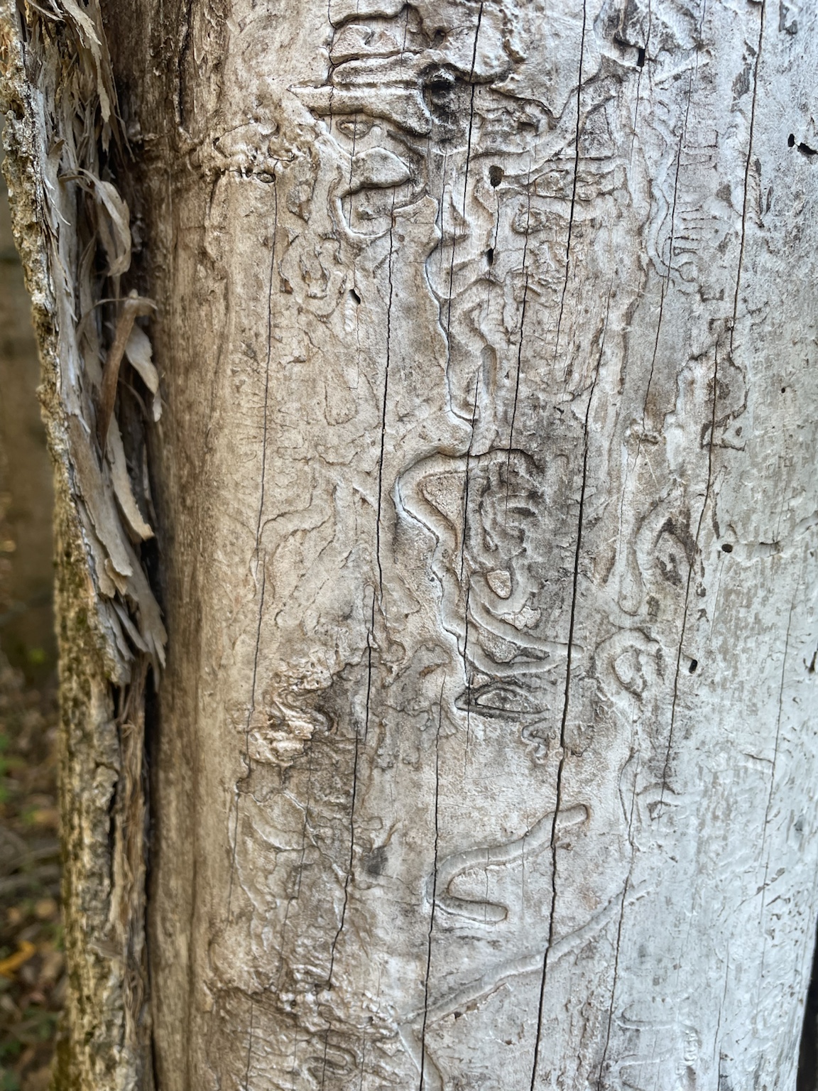 Winding insect galleries etched into pale tree bark