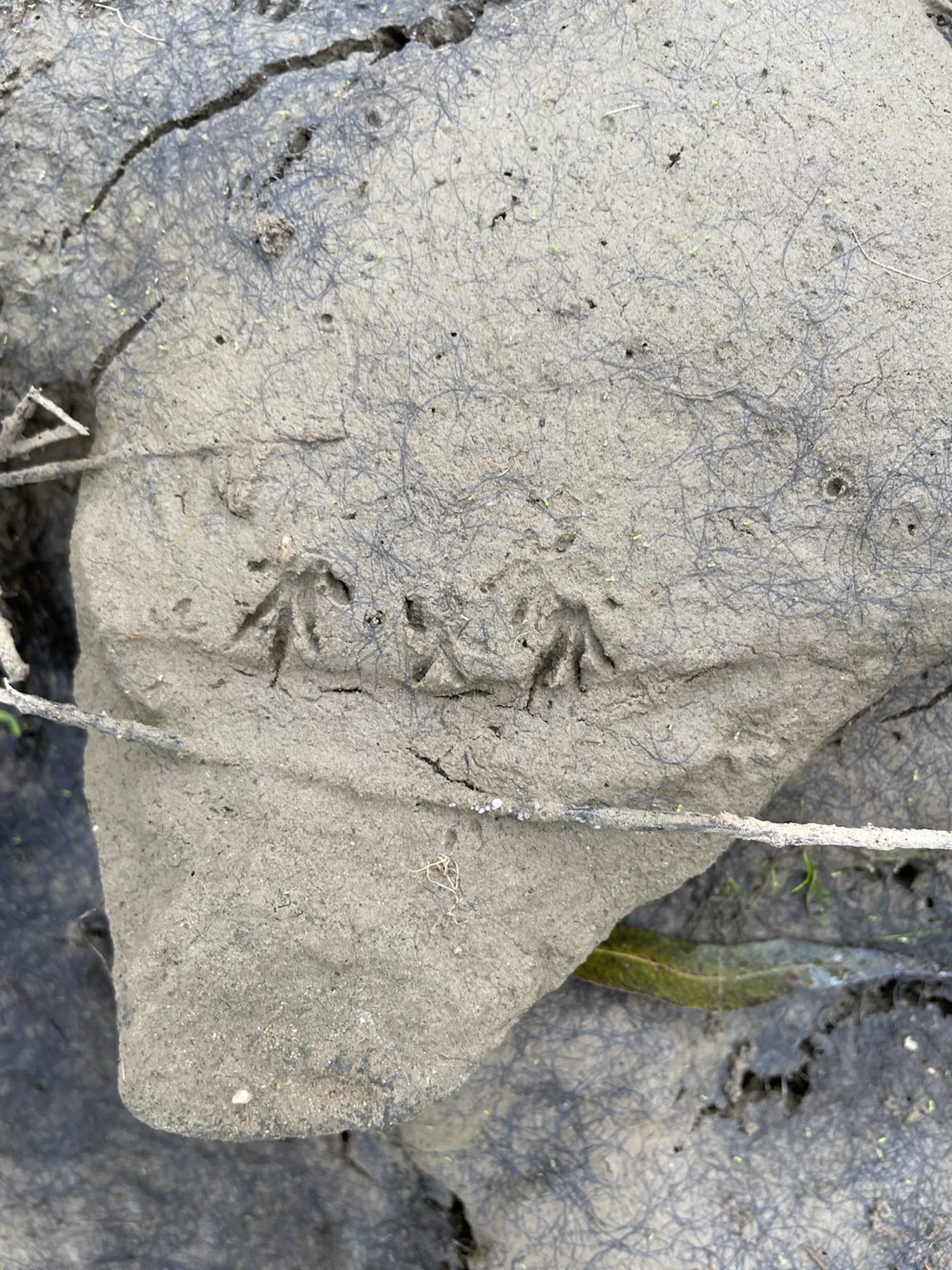 A line of small bird tracks crossing soft streamside mud