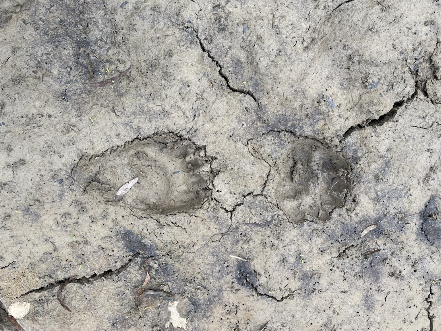 Two large rounded animal tracks impressed in drying mud