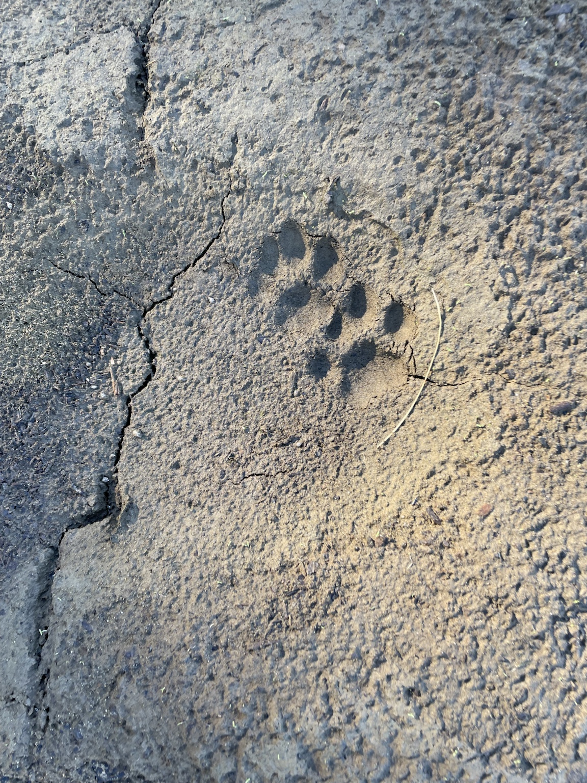 A small five-toed mammal track beside a crack in dried mud